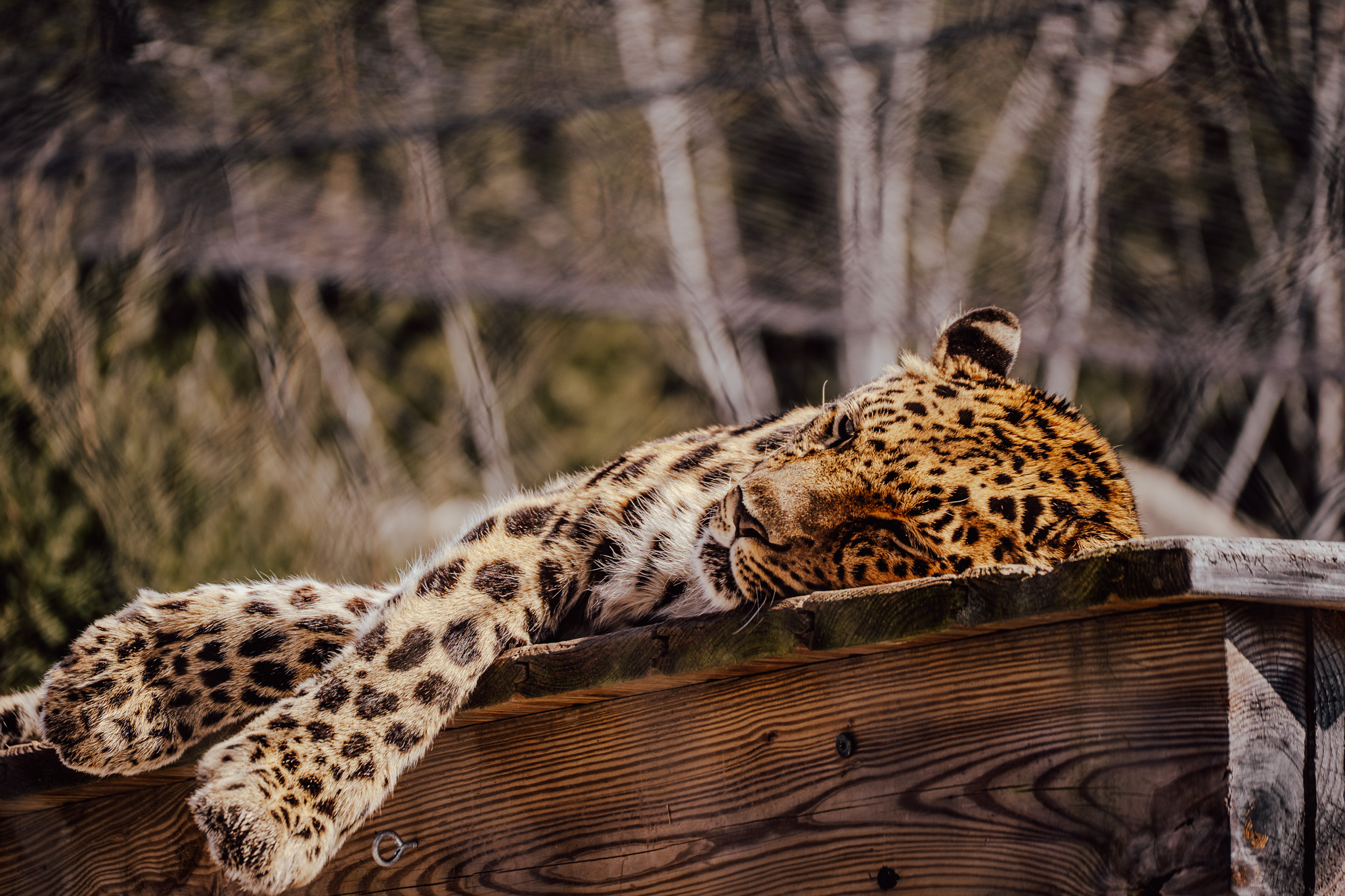 Leopard resting