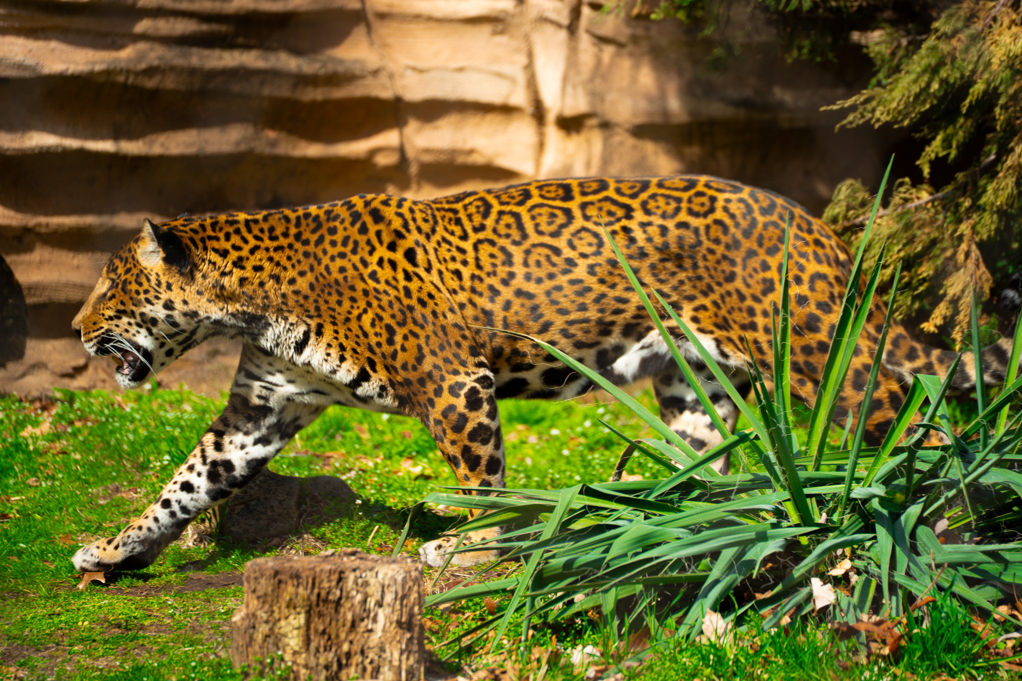 Jaguar in motion